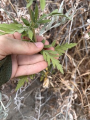 Ambrosia psilostachya