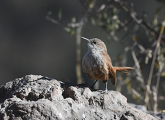 Ochetorhynchus ruficaudus