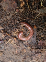 Trigoniulus corallinus