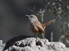 Ochetorhynchus ruficaudus