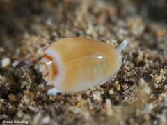 Gibberula secreta