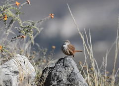 Ochetorhynchus ruficaudus