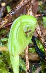 Pterostylis concinna