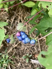 Persicaria perfoliata