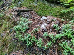 Moehringia macrophylla
