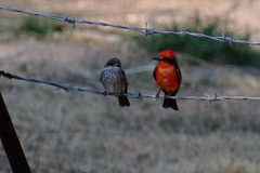 Pyrocephalus rubinus