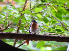 Cyornis tickelliae
