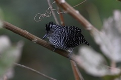 Thamnophilus doliatus