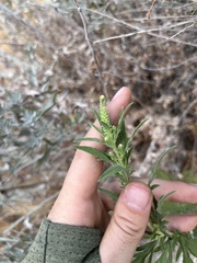 Ambrosia psilostachya