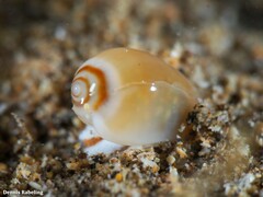 Gibberula secreta
