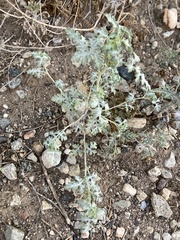 Ambrosia chamissonis