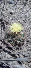Coryphantha pallida