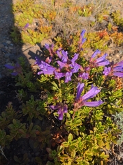 Penstemon davidsonii davidsonii