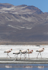 Phoenicoparrus jamesi