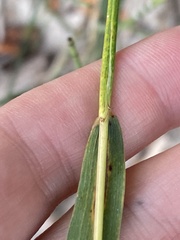 Elymus canadensis