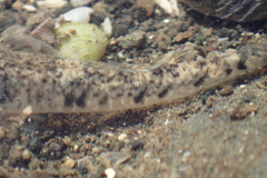 Favonigobius exquisitus