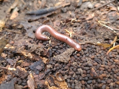 Trigoniulus corallinus