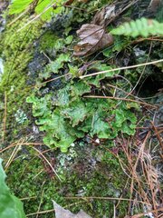 Peltigera leucophlebia