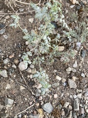 Ambrosia chamissonis