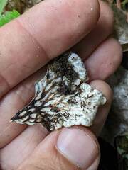 Peltigera leucophlebia
