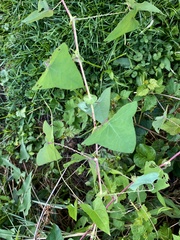 Persicaria perfoliata
