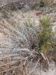 Ambrosia psilostachya