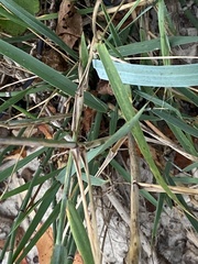 Elymus canadensis