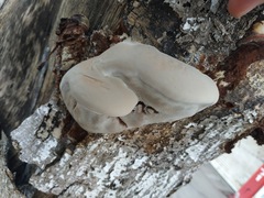 Ganoderma sessile
