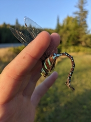 Aeshna tuberculifera