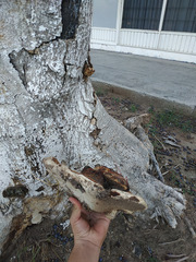 Ganoderma sessile
