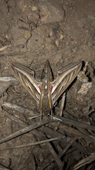 Hippotion celerio