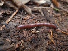 Trigoniulus corallinus