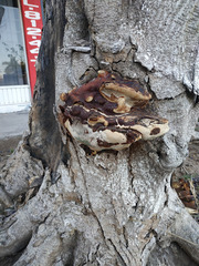 Ganoderma sessile