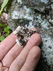 Peltigera leucophlebia