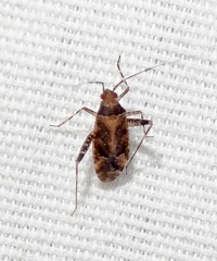 Miridae