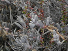 Malephora crocea