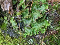 Peltigera leucophlebia