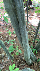 Carpinus caroliniana