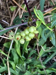 Persicaria perfoliata