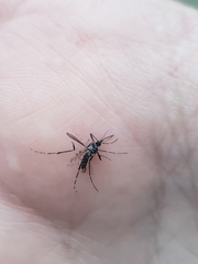 Aedes albopictus