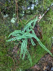 Asplenium trichomanes