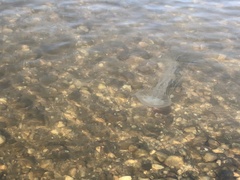 Chrysaora chesapeakei