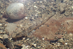 Favonigobius exquisitus