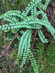 Asplenium trichomanes