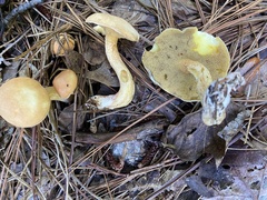 Suillus hirtellus