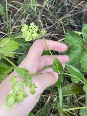 Mirabilis nyctaginea