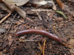 Trigoniulus corallinus