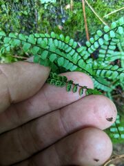 Asplenium trichomanes