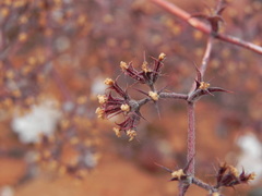 Chorizanthe fimbriata
