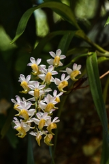 Aerides odorata